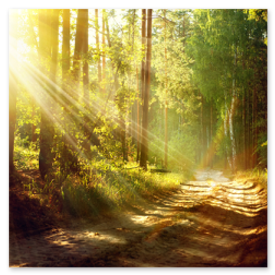 Wanderweg im Fichtelgebirge durch den Wald